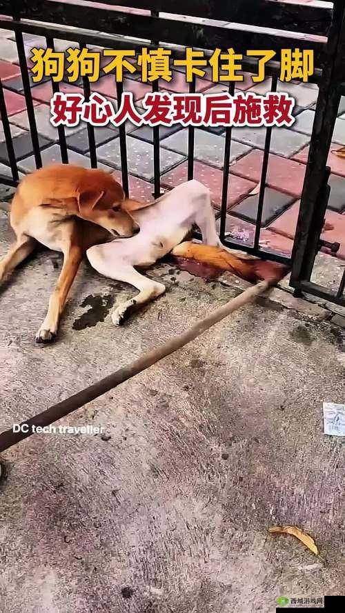 一人一狗卡住 6 小时究竟是否要紧呢